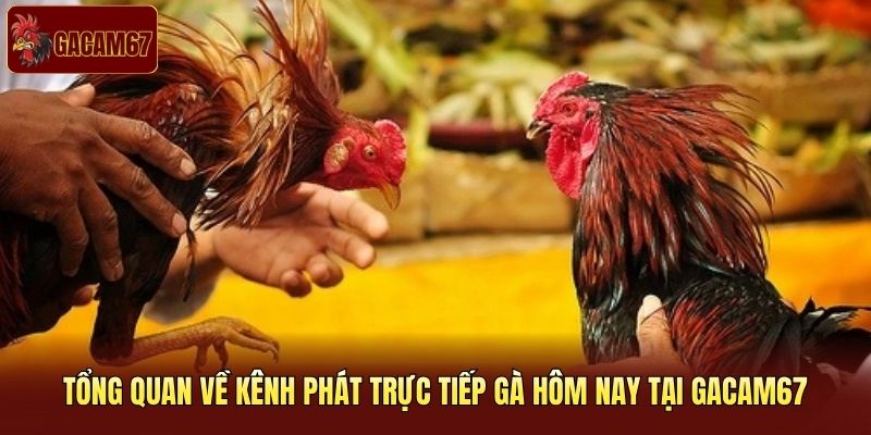 Tổng quan về kênh phát trực tiếp gà hôm nay tại Gacam67