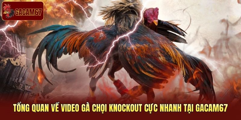 Tổng quan về video gà chọi knockout cực nhanh tại Gacam67 Tổng quan về video gà chọi knockout cực nhanh tại Gacam67