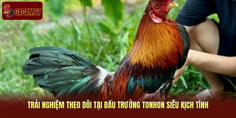 Trải nghiệm theo dõi tại đấu trường Tonhon siêu kịch tính Trải nghiệm theo dõi tại đấu trường Tonhon siêu kịch tính