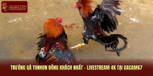 Trường Gà Tonhon Đông Khách Nhất - Livestream 4K Tại Gacam67