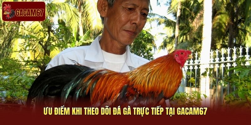 Ưu điểm khi theo dõi đá gà trực tiếp tại Gacam67