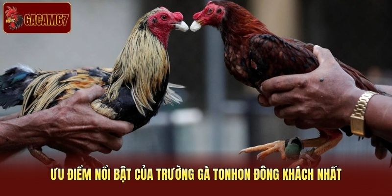 Ưu điểm nổi bật của trường gà Tonhon đông khách nhất Ưu điểm nổi bật của trường gà Tonhon đông khách nhất