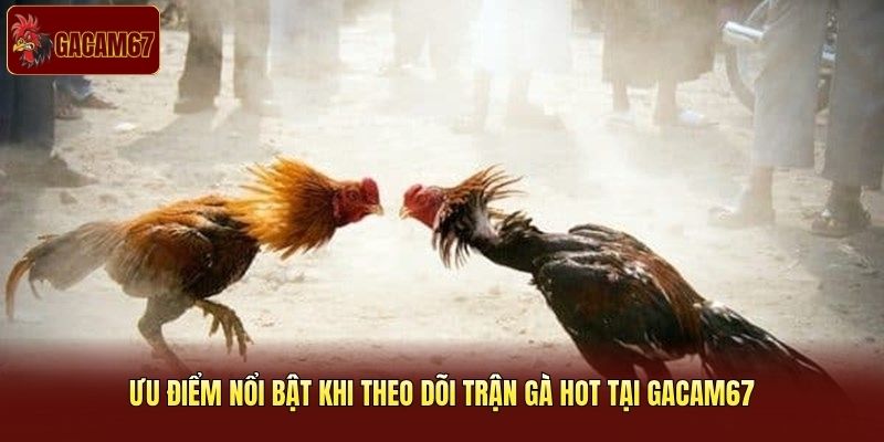 Ưu điểm nổi bật khi theo dõi trận gà hot tại Gacam67 Ưu điểm nổi bật khi theo dõi trận gà hot tại Gacam67