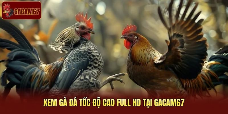 Xem gà đá tốc độ cao full HD tại Gacam67