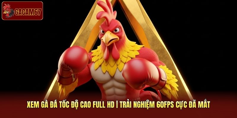 Xem Gà Đá Tốc Độ Cao Full HD | Trải Nghiệm 60FPS Cực Đã Mắt
