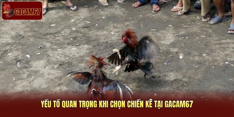 Yếu tố quan trọng khi chọn chiến kê tại Gacam67