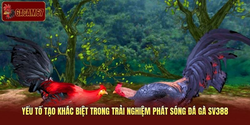Yếu tố tạo khác biệt trong trải nghiệm phát sóng đá gà SV388 Yếu tố tạo khác biệt trong trải nghiệm phát sóng đá gà SV388